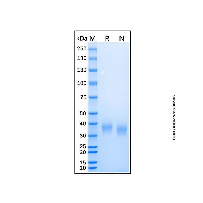 Recombinant Human AMICA Protein -    by Aladdin Scientific