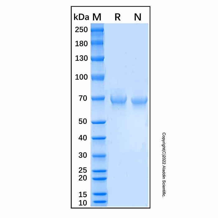 Recombinant Human LILRB5/CD85c/LIR-8 Protein -    by Aladdin Scientific