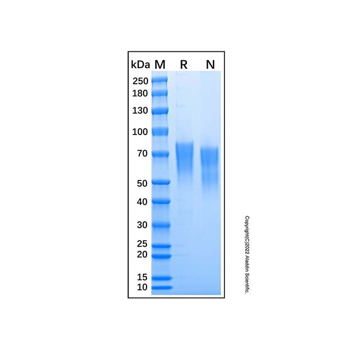 Recombinant Human Nectin-3 Protein -    by Aladdin Scientific