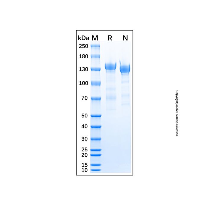 Recombinant Human Neurofascin Protein -    by Aladdin Scientific