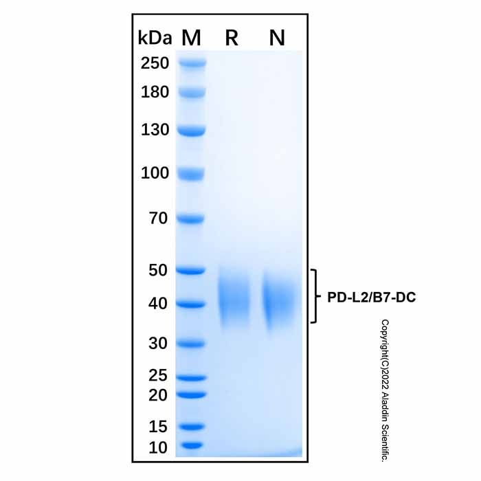 Recombinant Human PD-L2/B7-DC Protein -    by Aladdin Scientific