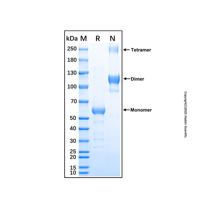 Recombinant Human RANK/TNFRSF11A Protein -    by Aladdin Scientific