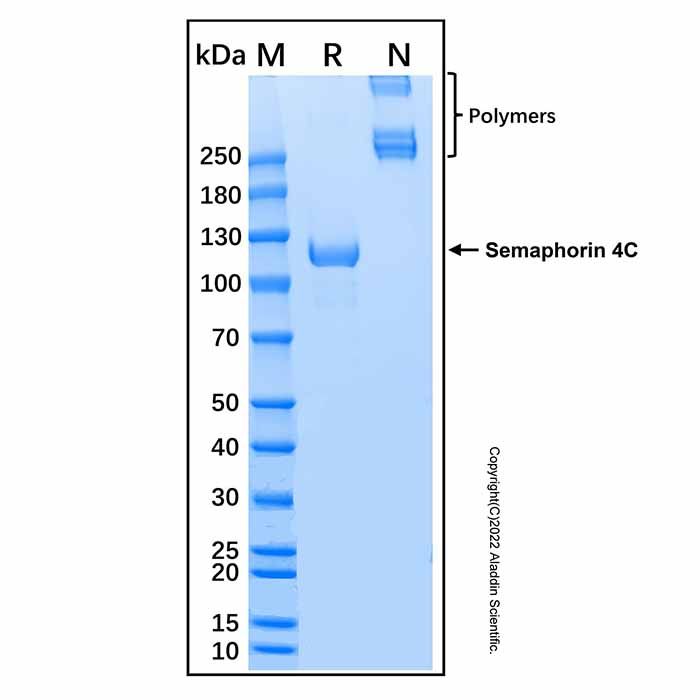 Recombinant Human Semaphorin 4C Protein -    by Aladdin Scientific