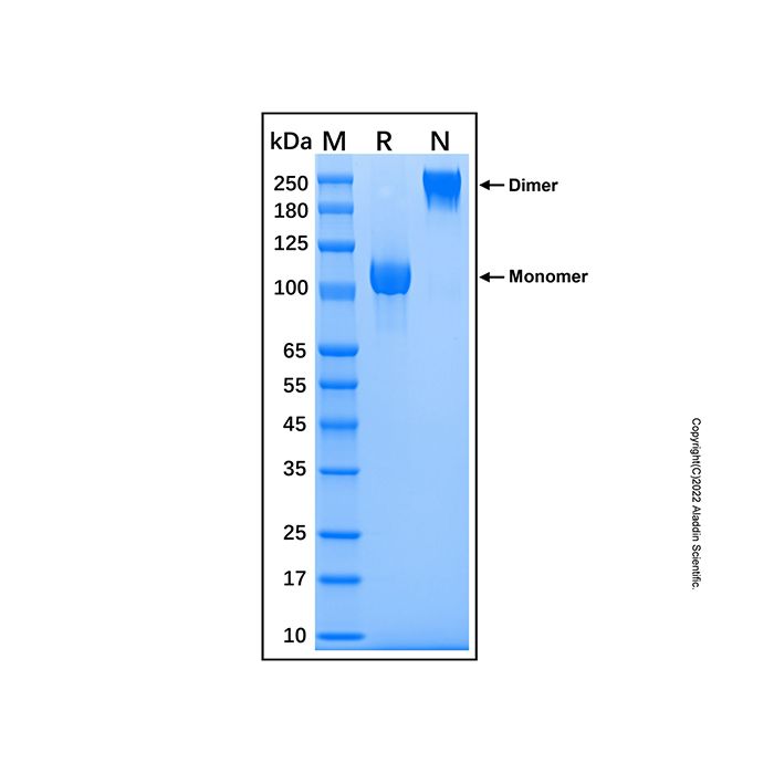 Recombinant Human Semaphorin 5A Protein -    by Aladdin Scientific