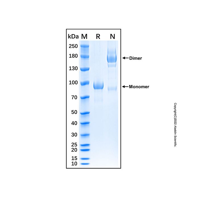 Recombinant Human Semaphorin 3C Protein -    by Aladdin Scientific