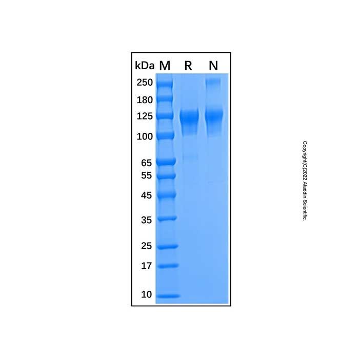 Recombinant Human Semaphorin 4D Protein -    by Aladdin Scientific