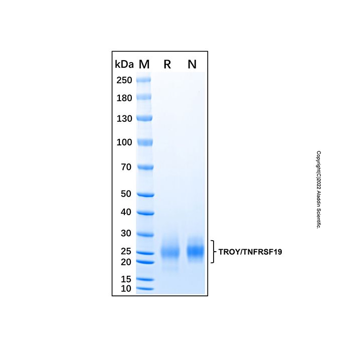 Recombinant Human TROY/TNFRSF19 Protein -    by Aladdin Scientific
