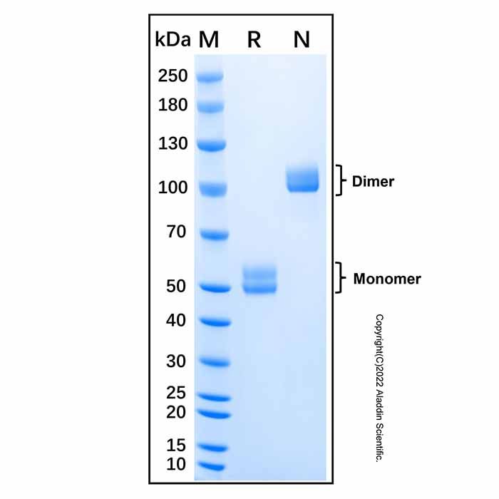 Recombinant Human RELT/TNFRSF19L Protein -    by Aladdin Scientific