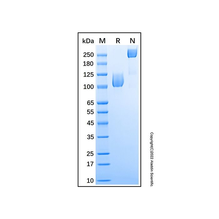 Recombinant Human TrkC Protein -    by Aladdin Scientific