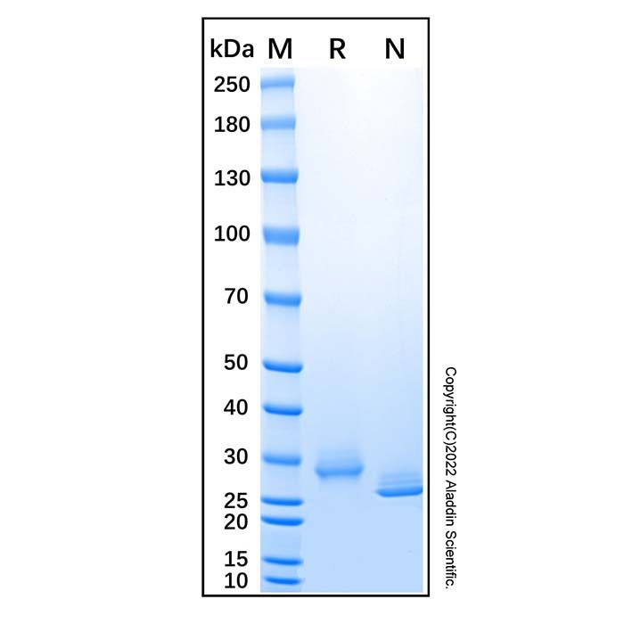 Recombinant Human VSIG8 Protein -    by Aladdin Scientific