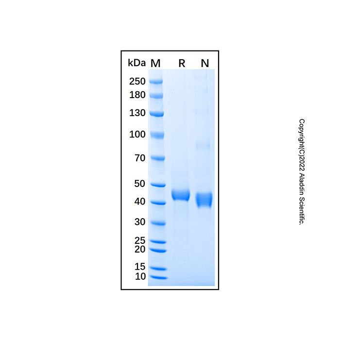 Recombinant Human WIF-1 Protein -    by Aladdin Scientific