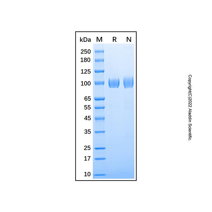 Recombinant Mouse ACE-2 Protein -    by Aladdin Scientific