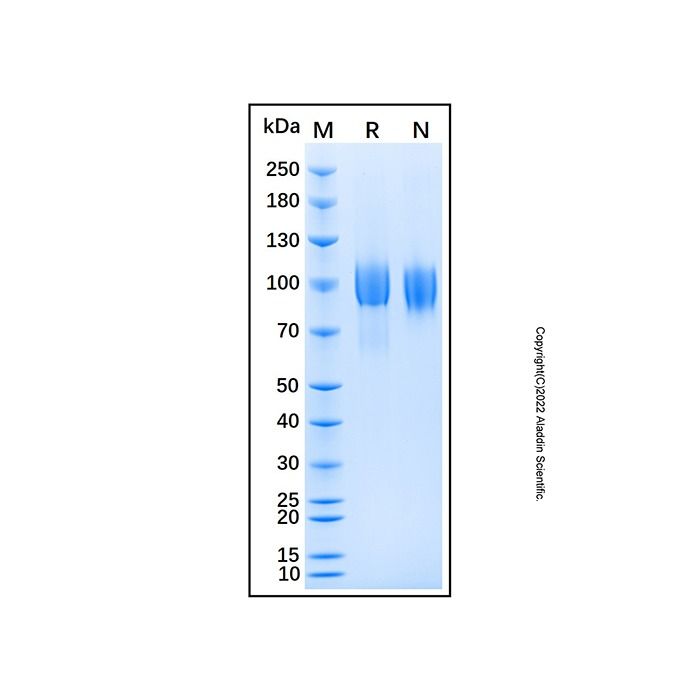 Recombinant Mouse EGFR Protein -    by Aladdin Scientific