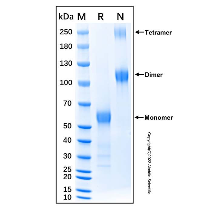 Recombinant Mouse Fas/TNFRSF6/CD95 Protein -    by Aladdin Scientific