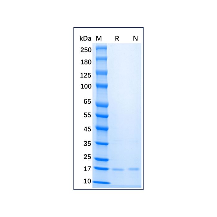 Recombinant Mouse FGF basic/FGF2/bFGF Protein -    by Aladdin Scientific