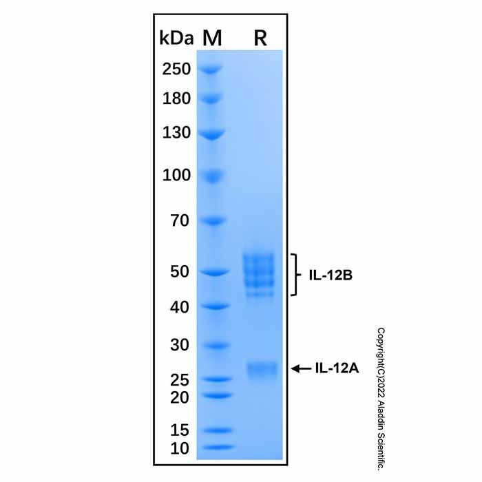 Recombinant Mouse IL-12 Protein -    by Aladdin Scientific