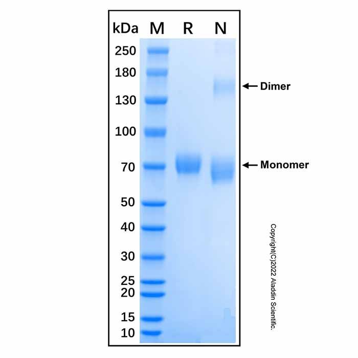 Recombinant Mouse IL-23 Protein -    by Aladdin Scientific
