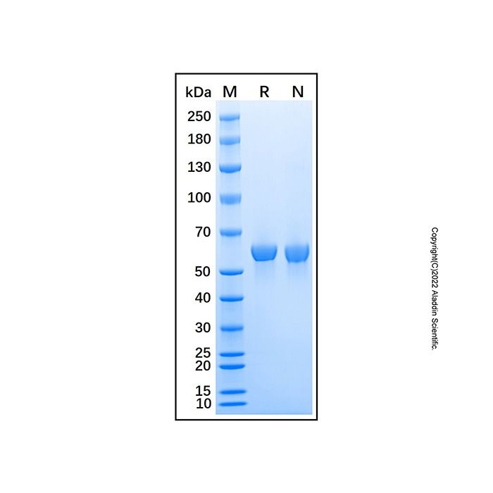 Recombinant Mouse LBP Protein -    by Aladdin Scientific