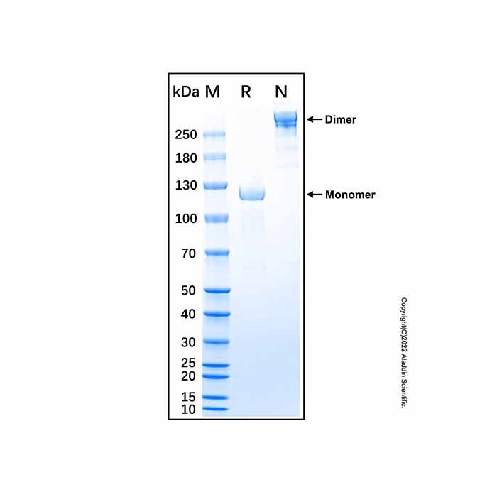 Recombinant Mouse Semaphorin 3A Protein -    by Aladdin Scientific