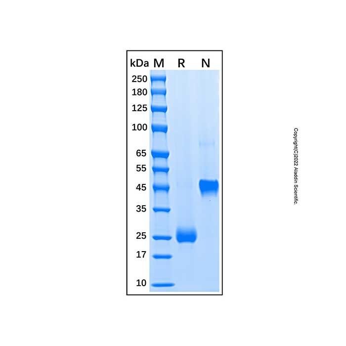 Recombinant Mouse VEGF 164 Protein -    by Aladdin Scientific