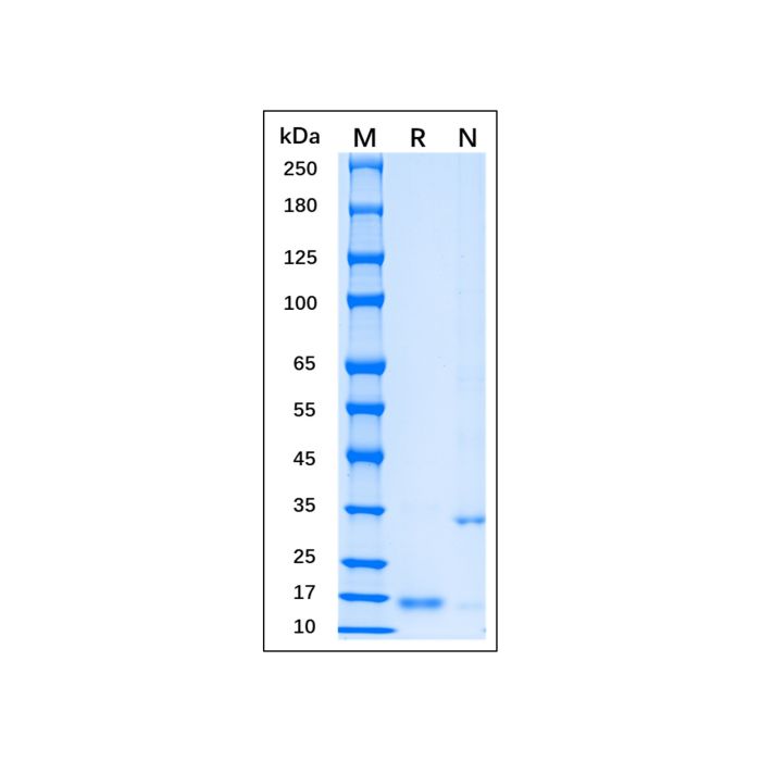 Recombinant MPXV A35R Protein -    by Aladdin Scientific