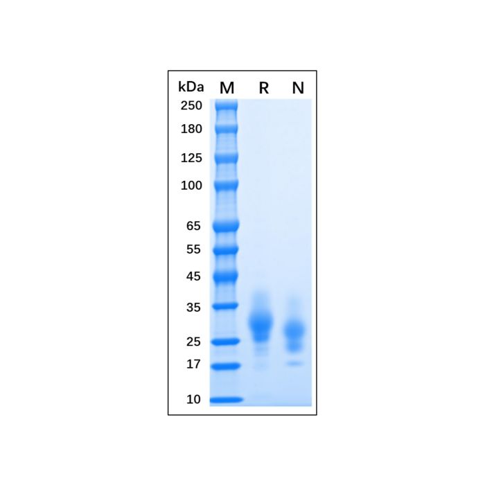 Recombinant MPXV A30L Protein -    by Aladdin Scientific
