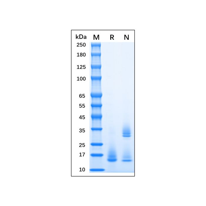 Recombinant MPXV A35R Protein -    by Aladdin Scientific