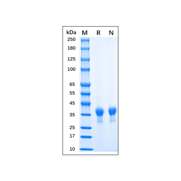 Recombinant MPXV H3L Protein -    by Aladdin Scientific