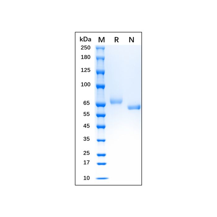 Recombinant Human Transferrin Protein  -   CAS No(11096-37-0) by Aladdin Scientific