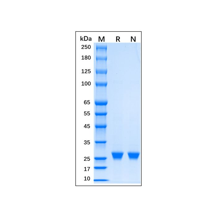 Recombinant EN-TEV Protease Protein -    by Aladdin Scientific
