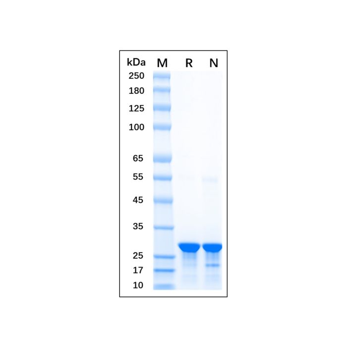 Recombinant GFP Protein -    by Aladdin Scientific