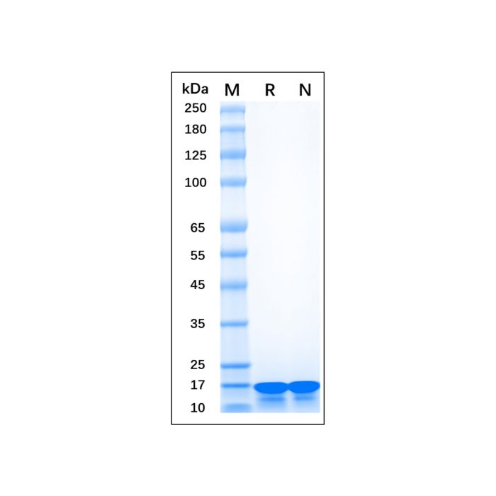 Recombinant Human AIF-1/Iba1 Protein -    by Aladdin Scientific