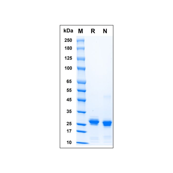 Recombinant Human HMGB1 Protein -    by Aladdin Scientific