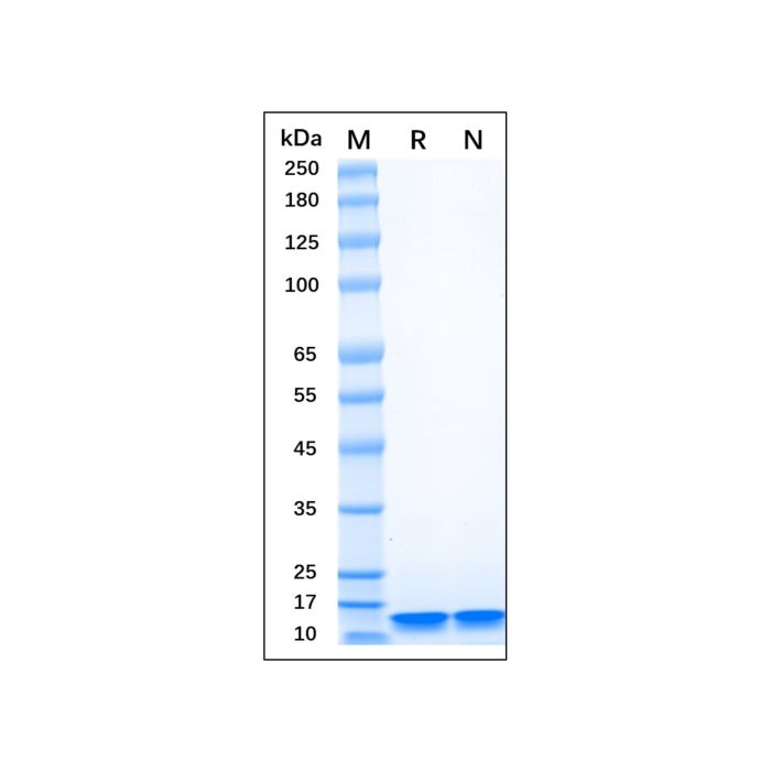 Recombinant Human LC3B Protein -    by Aladdin Scientific