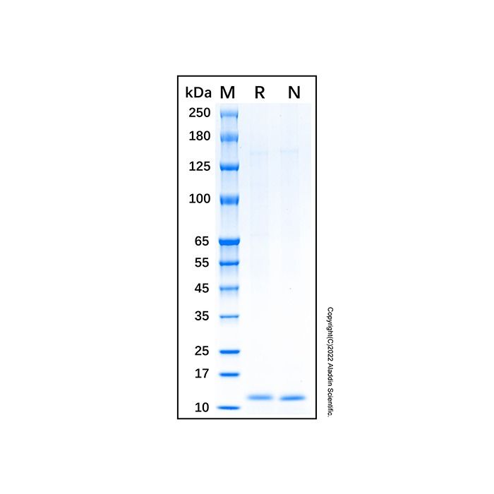 Recombinant Human Osteocalcin Protein -    by Aladdin Scientific