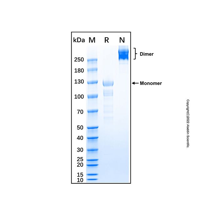Recombinant Mouse Semaphorin 3F Protein -    by Aladdin Scientific