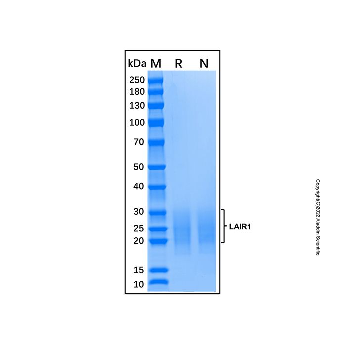 Recombinant Mouse LAIR1 Protein -    by Aladdin Scientific