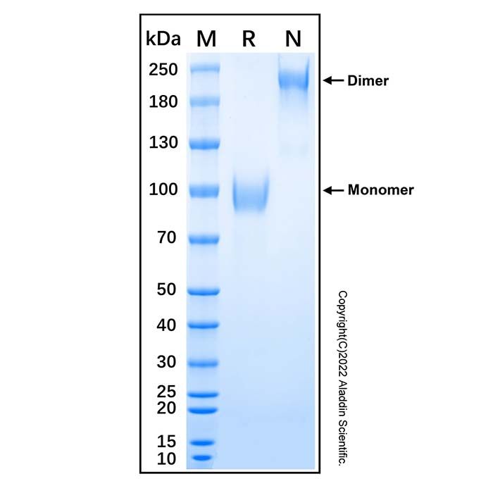 Recombinant Human AMIGO2 Protein -    by Aladdin Scientific