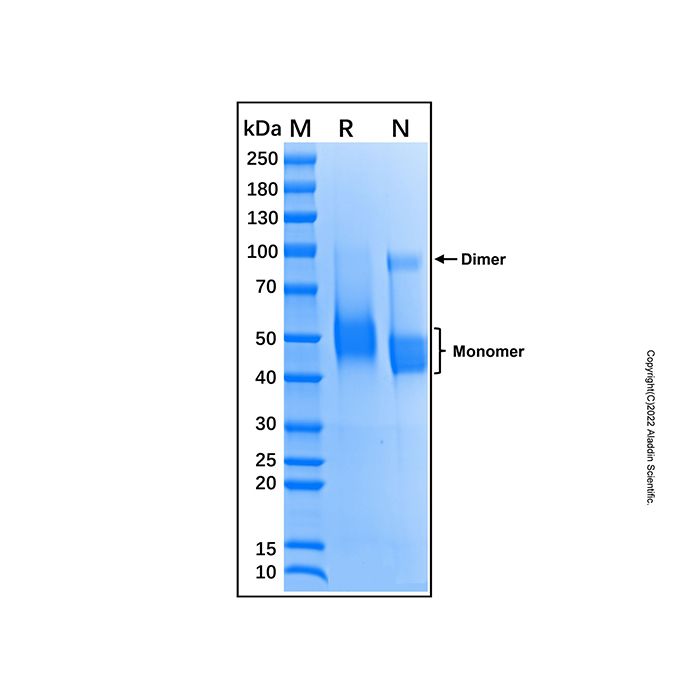 Recombinant Mouse CD4 Protein -    by Aladdin Scientific