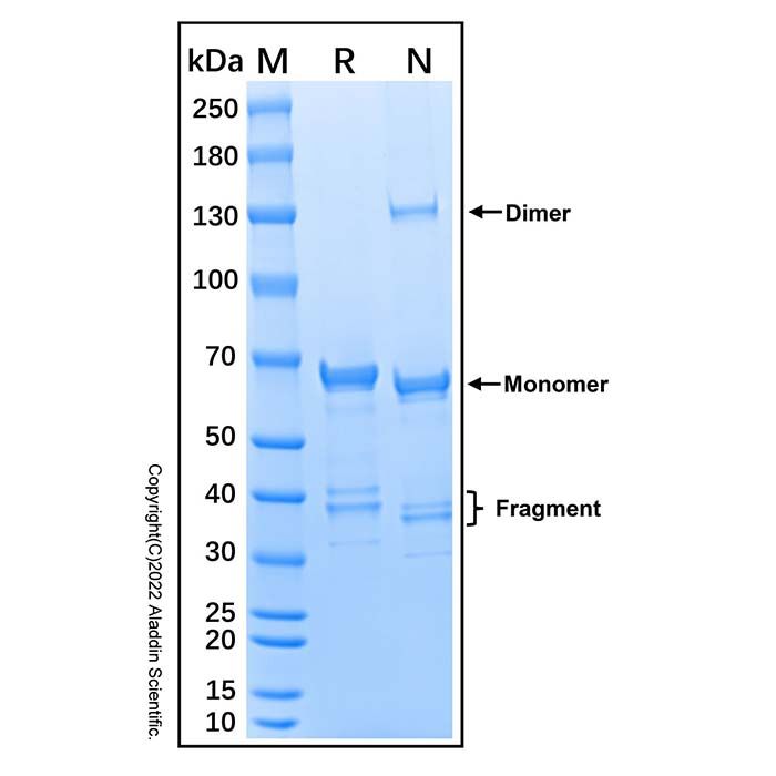 Recombinant Human MMP-15/MT2-MMP Protein -    by Aladdin Scientific