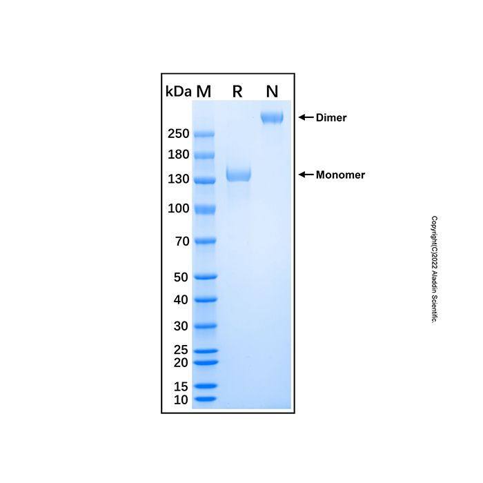 Recombinant Human Semaphorin 5B Protein -    by Aladdin Scientific