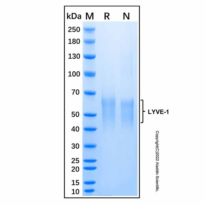 Recombinant Human LYVE-1 Protein -    by Aladdin Scientific