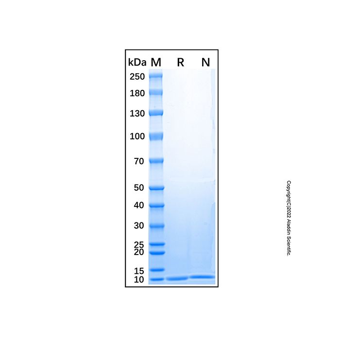 Recombinant Human LR3 IGF-I/IGF-1 Protein -    by Aladdin Scientific