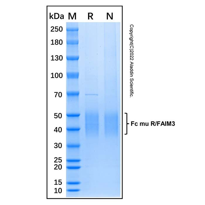 Recombinant Human Fc mu R/FAIM3 Protein -    by Aladdin Scientific