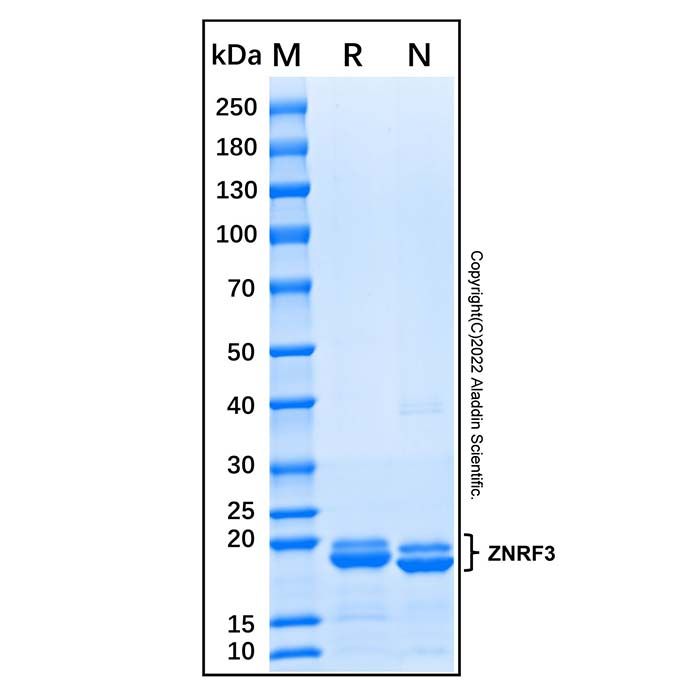 Recombinant Human ZNRF3 Protein -    by Aladdin Scientific