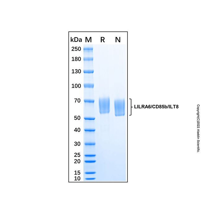 Recombinant Human LILRA6/CD85b/ILT8 Protein -    by Aladdin Scientific