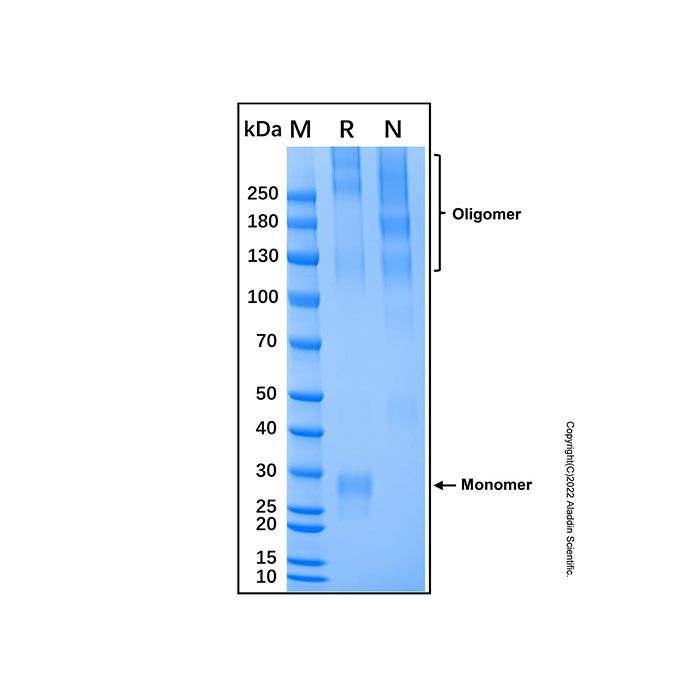 Recombinant Human Cerebellin-2 Protein -    by Aladdin Scientific