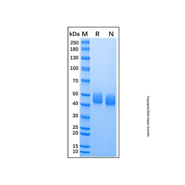 Recombinant Mouse Lumican Protein -    by Aladdin Scientific