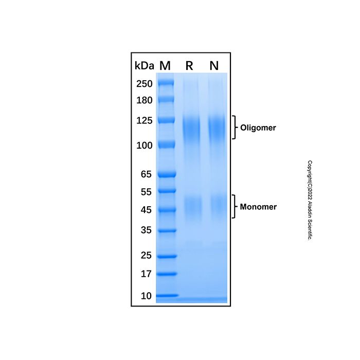 Recombinant Human Cerebellin-1 Protein -    by Aladdin Scientific