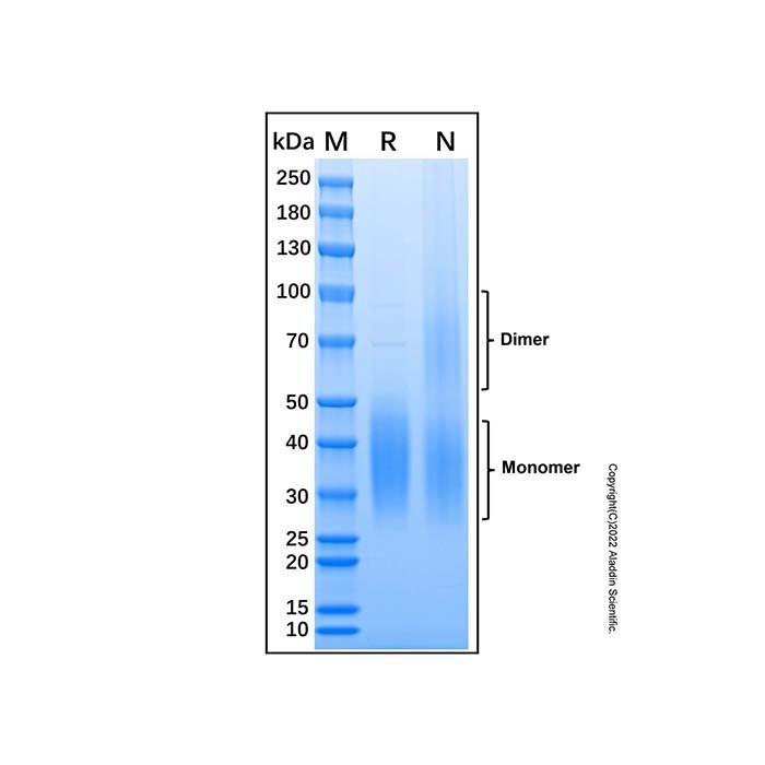 Recombinant Mouse CD47 Protein -    by Aladdin Scientific